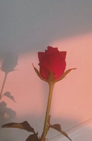 微信粉嫩少女风朋友圈配图