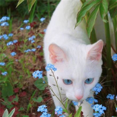 微信最新好看唯美头像