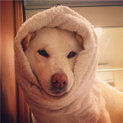 微信最新个性非主流搞怪宠物头像