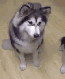 微信近期哈士奇恶搞表情包