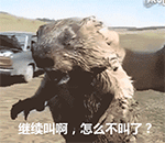 咆哮的土拔鼠微信动态恶搞表情包