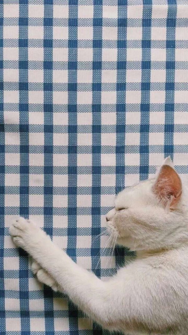 微信唯美动物聊天背景