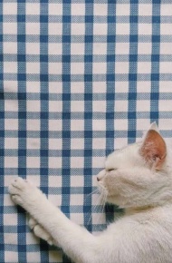 微信唯美动物聊天背景