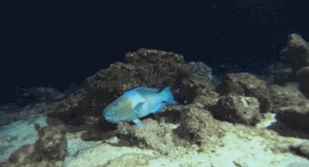 微信恶搞笑死了斗图GIF表情包