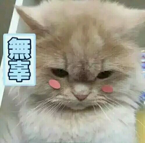 无辜微信可爱到爆喵星人表情包