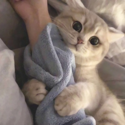 可爱萌宠喵星人系列微信恶搞头像下载