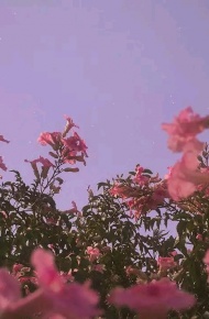 微信清新森系文艺朋友圈配图