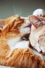 可爱宠物喵星人系列微信图片合集下载