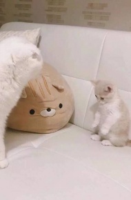 清新唯美风景静物微信朋友圈配图