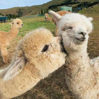 可爱搞怪的羊驼系列微信头像合集下载