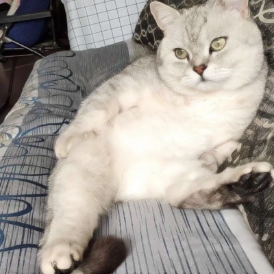 可爱搞怪的沙雕喵星人微信头像套图下载