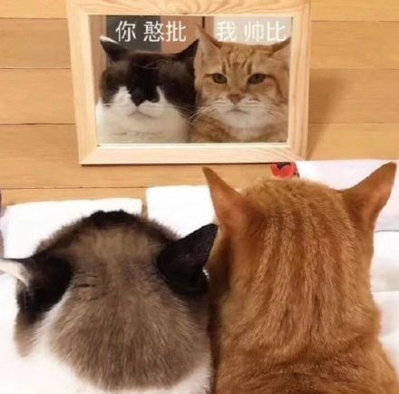 微信近期斗图恶搞表情包2019/11/20（二）