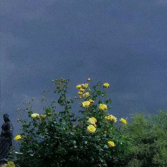 森系文艺朋友圈配图