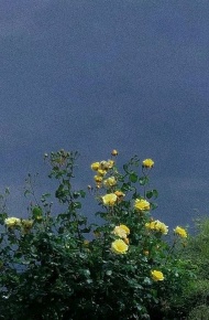 森系文艺朋友圈配图