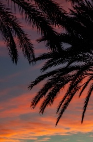 海滩边的椰子树微信唯美摄影图片