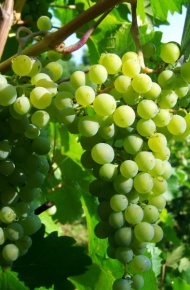 晶莹剔透的水晶葡萄微信图片合集