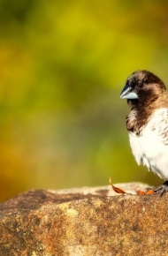 小巧玲珑的麻雀微信唯美摄影图片