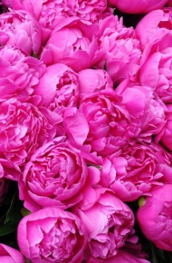 富丽堂皇的牡丹花微信唯美摄影图片