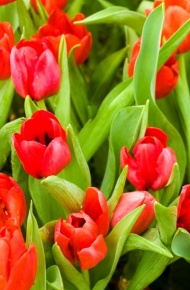 优雅美丽的郁金香微信摄影图片合集