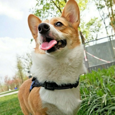 微信最新可爱萌宠头像合集