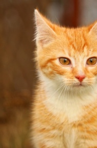 呆萌可爱的虎斑猫微信摄影图片