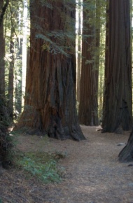 高大粗壮的红杉树微信唯美摄影图片