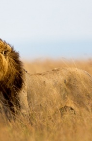 凶猛霸气的狮子微信唯美摄影图片