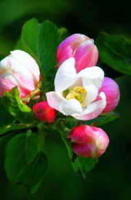 清香淡雅的苹果花微信摄影图集