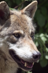 凶狠狡诈的狼微信唯美摄影图片