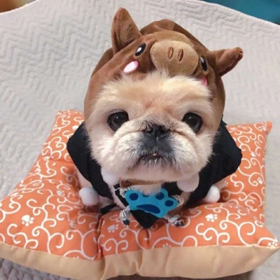 可爱搞怪的微信萌宠头像合集