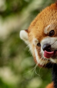 可爱活泼的小熊猫摄影图集