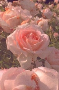 浓情蜜意仙女背景图