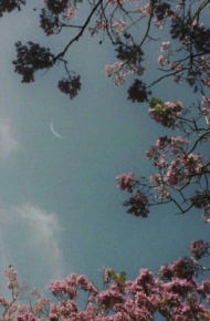 原宿风好看风景花朵朋友圈配图（二）