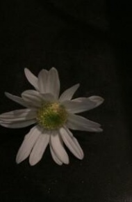 暗黑系唯美背景图