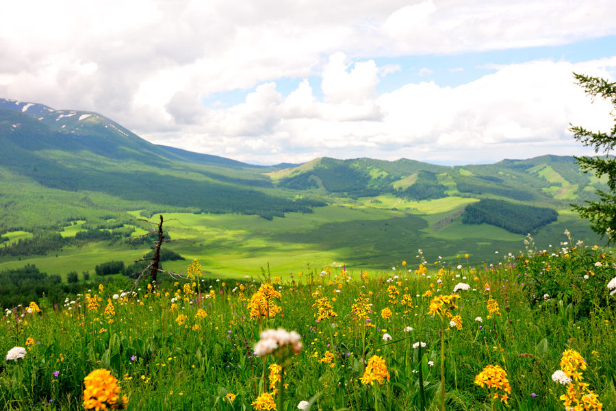 唯美青葱的大自然微信头像