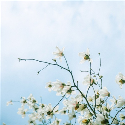 森系小清新绿色系微信头像