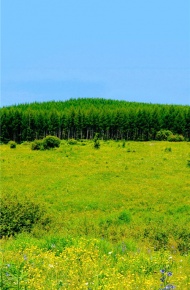 小清新微信聊天背景