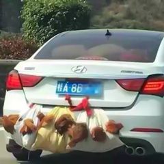 回家的沙雕搞笑微信表情包