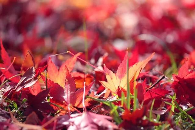 有关枫叶的微信图片素材