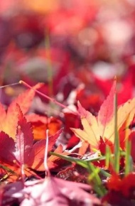 有关枫叶的微信图片素材