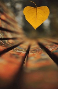 秋意渐浓的枫叶唯美微信朋友圈配图