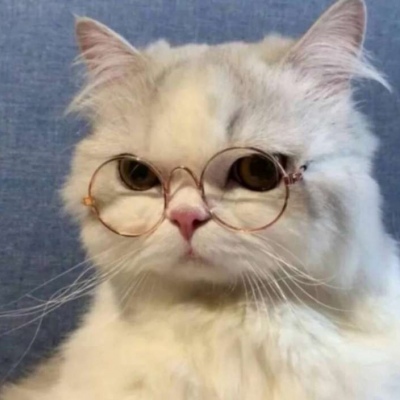 最新可爱萌宠个性微信头像