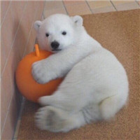 超可爱猫狗微信头像