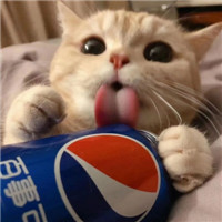 超萌可爱甜蜜猫咪情侣微信头像