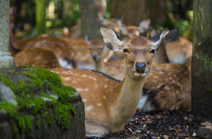 一鹿相伴微信素材图片