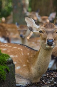 一鹿相伴微信素材图片