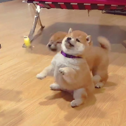 可爱的憨小柴微信头像