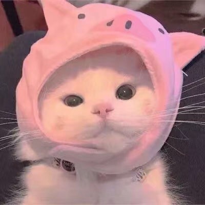 萌萌猫咪微信头像