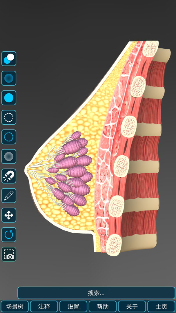 人体解剖学图集最新版