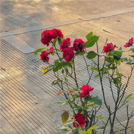 高颜值令人心心恋恋的背景图